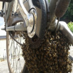 bijenzwerm onder fiets