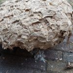 groot wespennest in Zeewolde